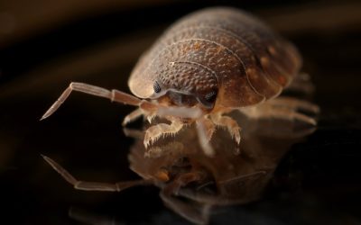 How to Prevent Pests Entering Your Home